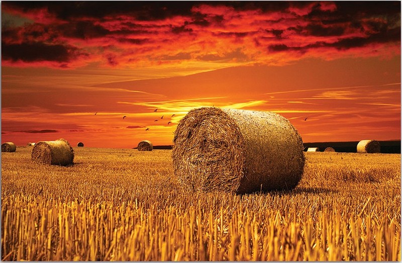 415V4 фотообои Соло 2,54м*1,84м (4 части)