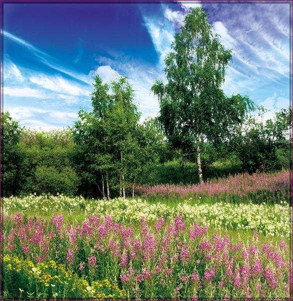 Фотообои бумажные 6л Солнечный день 196*201 (10) №158