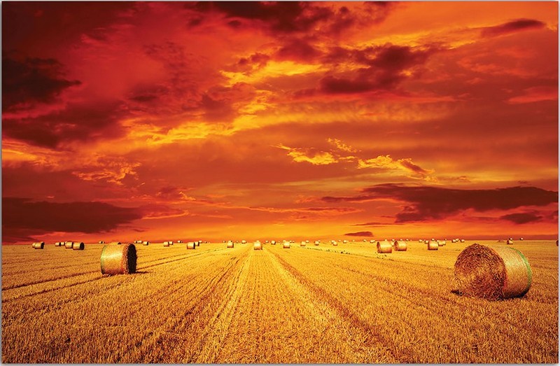 414Р8 фотообои Соло 3,68*2,54м (4 части)